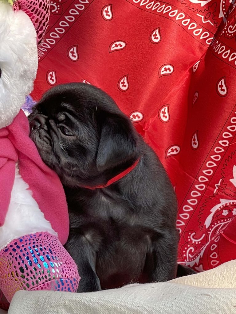 Red-collar male – Welcome to Pug Puppylove